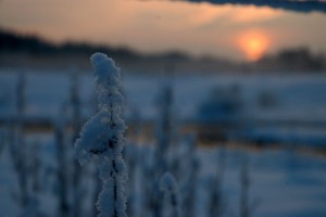 Solnedgang over snedækket plante
