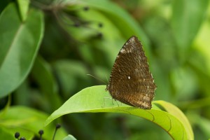 Sommerfugle Singapore