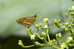 Sommerfugle Singapore