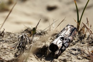 tump af gren efter brand