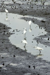 Sungei Buloh Wetland Reserve