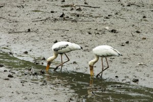 Sungei Buloh Wetland Reserve