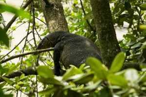 Sungei Buloh Wetland Reserve
