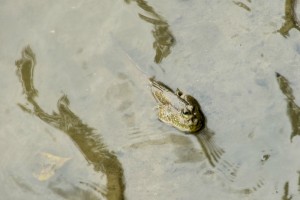 Sungei Buloh Wetland Reserve