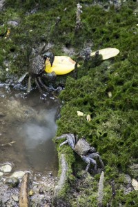 Sungei Buloh Wetland Reserve