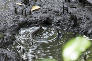 Sungei Buloh Wetland Reserve