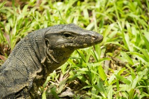 Water monitor, Sungei Buloh Wetland Reserve