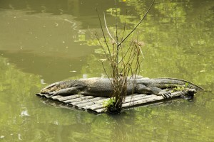 Water monitor, Sungei Buloh Wetland Reserve