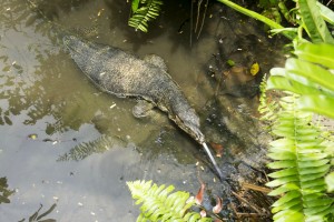 Water monitor, Sungei Buloh Wetland Reserve