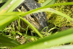 Water monitor, Sungei Buloh Wetland Reserve