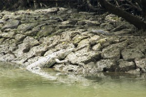 Sungei Buloh Wetland Reserve