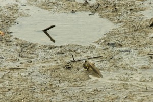 Sungei Buloh Wetland Reserve