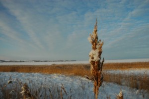 Svaner i is ved Sebbersund