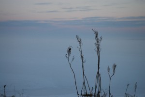Svaner i is ved Sebbersund