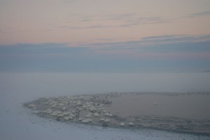 Svaner i is ved Sebbersund