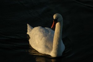Svaner i is ved Sebbersund