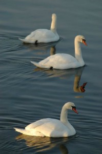 Svaner i is ved Sebbersund