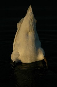 Svaner i is ved Sebbersund