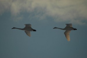 Svaner i is ved Sebbersund