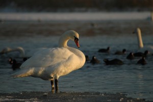 Svaner i is ved Sebbersund