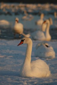 Svaner i is ved Sebbersund