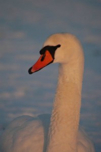 Svaner i is ved Sebbersund