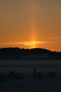 Svaner i is ved Sebbersund