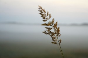 Tåge ved Rødhus Klithede