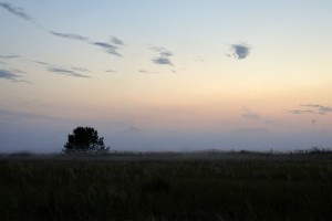 Tåge ved Rødhus Klithede