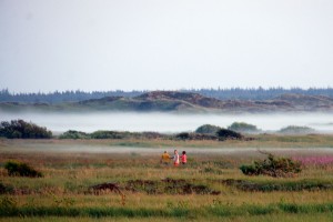 Tåge ved Rødhus Klithede