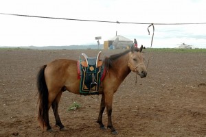 Tøjret hest med sadel