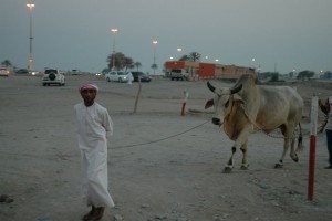 Trækker kvæg til tyrekamp