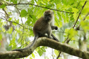 Aber ved TreeTop walk Singapore