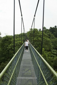 TreeTop walk Singapore