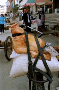 Yangshuo 1995 - Grisehoved på bagagebærer