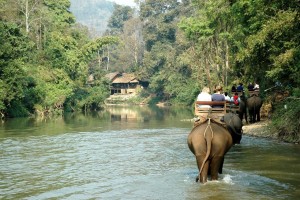 Elefantsafari i Thailand