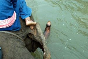 Elefantsafari i Thailand