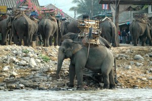 Elefanter i Kok-floden