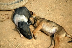 Hund og gris, Thailand
