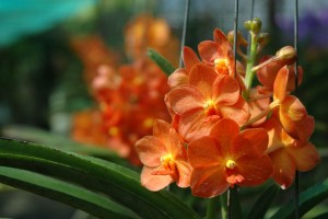Orkideer, Thailand