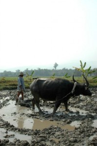 Pløjer med vandbøffel