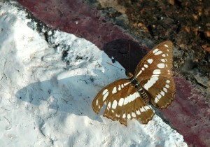 White Tempel, Wat Rong Khun, Chiang Mai