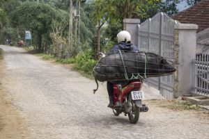 Den var levende! Gris på scooter