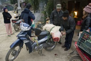 Hovedløs gris på scooter, Ban Gioc vandfald