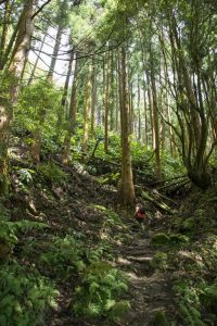 På vej op ad bjerget ved Furnas.