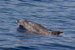 Øresvin (bottlenose dolphin)