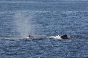 Kaskelothvalen kaldet Mr. Liable