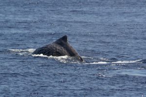 Kaskelothvalen kaldet Mr. Liable på vej til at dykke.