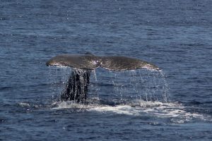 Kaskelothvalen kaldet Mr. Liable på vej til at dykke.