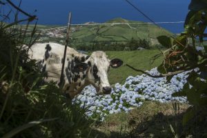 Der er køer og hortensia overalt